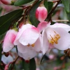 Camellia lutchuensis var minutiflora